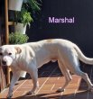 Marshal2