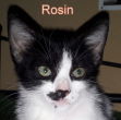 Robin Rosin P